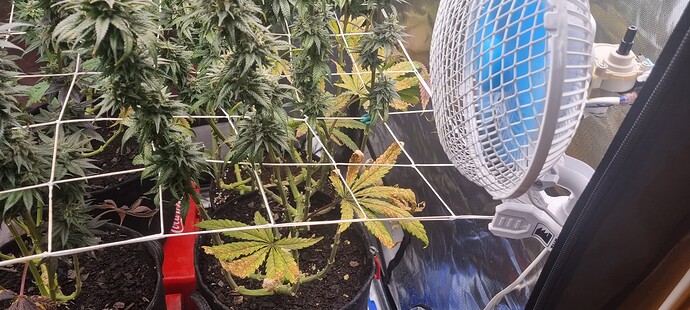 Growreport Bild 31