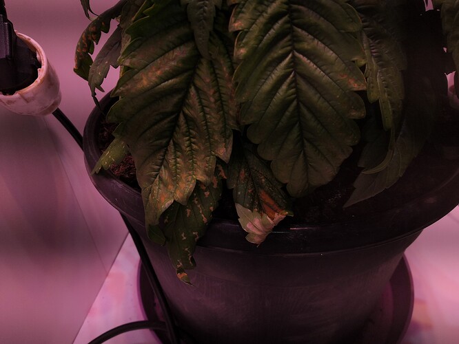 Growreport Bild 7
