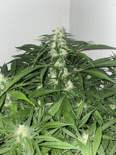 Growreport Bild 2