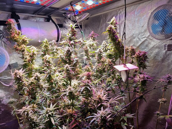 Growreport Bild 1