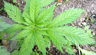 Growreport Bild 8