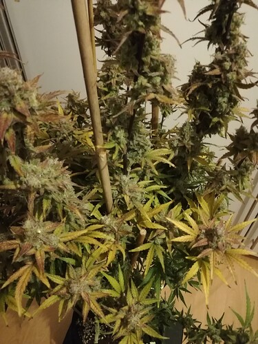 GG#2_240119-4