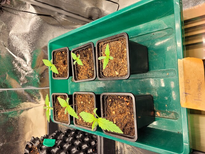 Growreport Bild 2