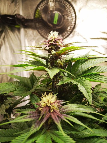 Growreport Bild 4