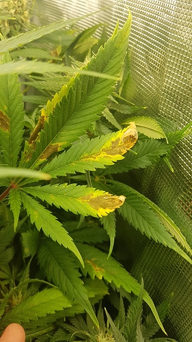 Growreport Bild 27
