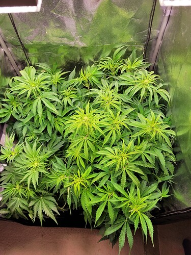 Growreport Bild 16