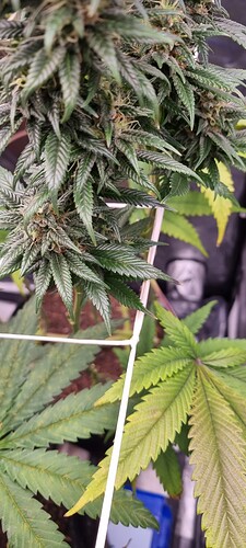 Growreport Bild 3