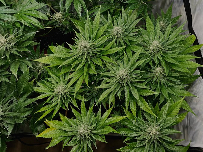 Growreport Bild 16