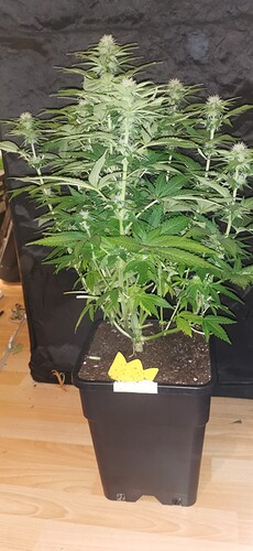Growreport Bild 15