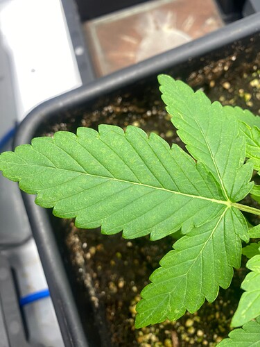 Growreport Bild 3