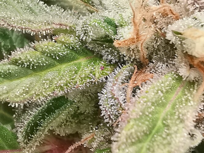 Growreport Bild 16