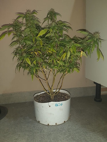 Growreport Bild 1