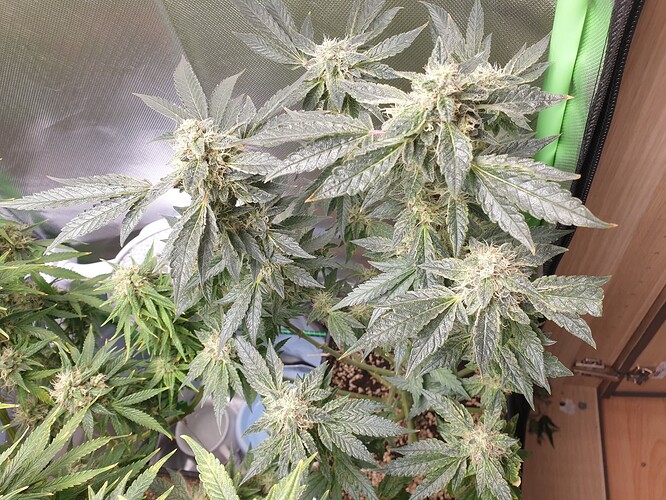Growreport Bild 4