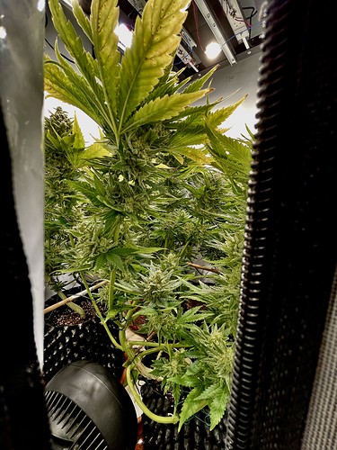 Growreport Bild 1