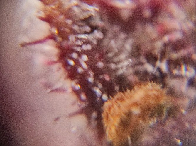 Growreport Bild 29