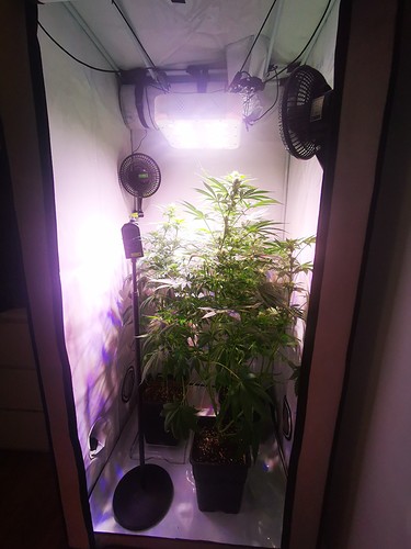 Growreport Bild 1