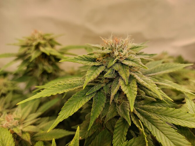 Growreport Bild 3