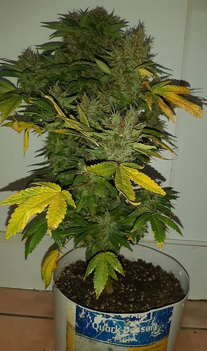 Growreport Bild 1