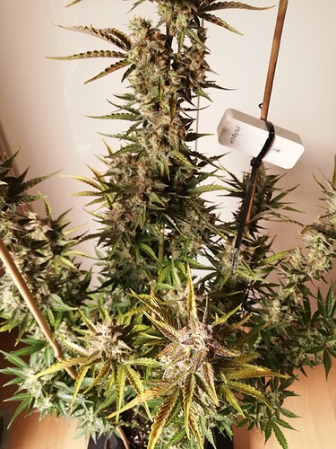 GG#3_240112-3