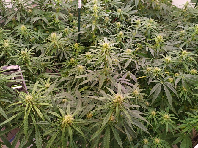 Growreport Bild 17