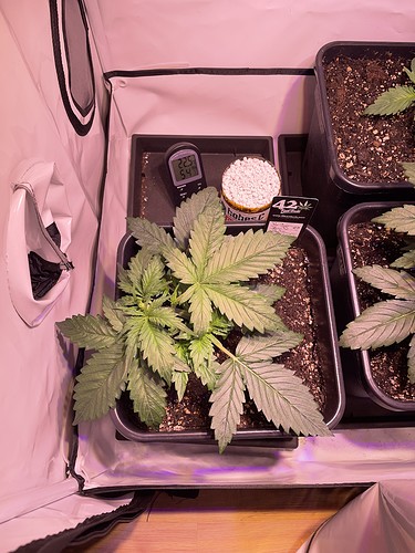 Growreport Bild 25