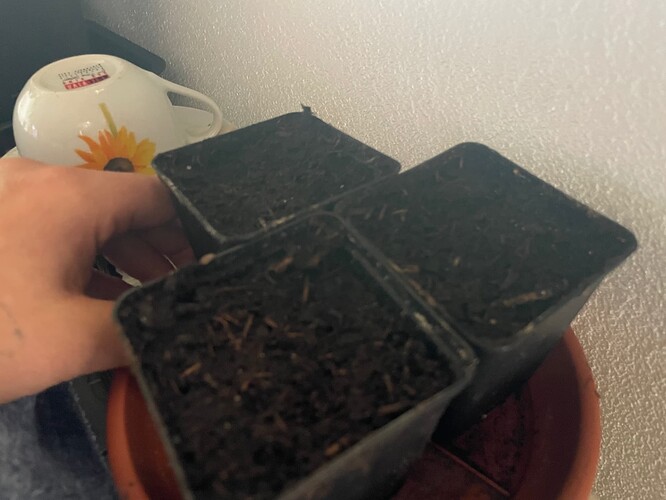 Growreport Bild 32