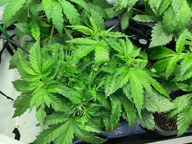 Growreport Bild 9