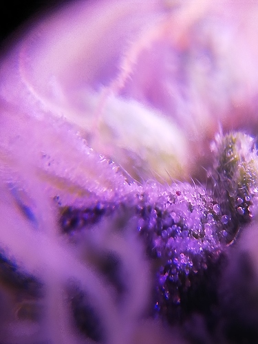 Growreport Bild 2