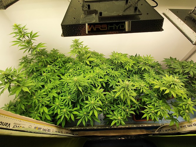Growreport Bild 8