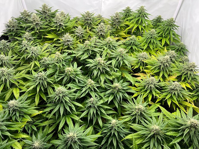 Growreport Bild 10