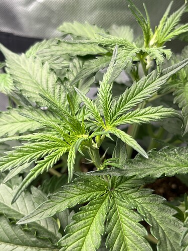 Growreport Bild 4
