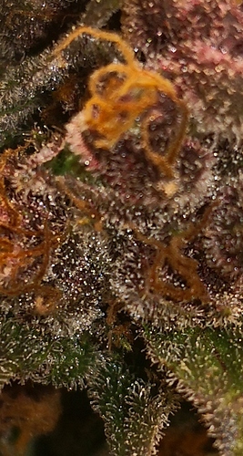 Growreport Bild 8