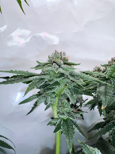 Growreport Bild 17