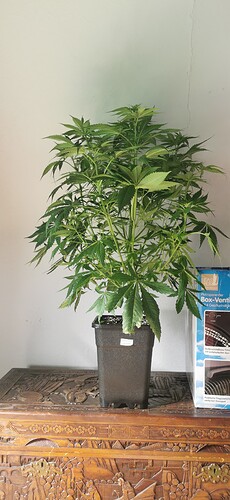 Amnesia lemon_0603