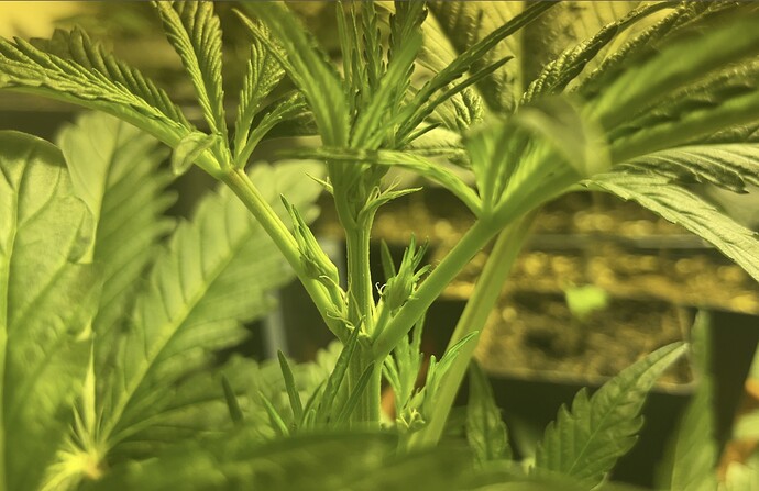 Growreport Bild 2