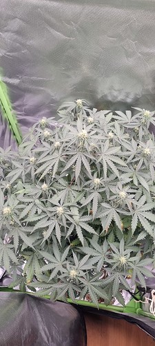 Growreport Bild 6