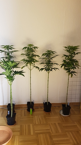 20201119_202931 - Kopie