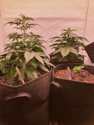 Growreport Bild 3