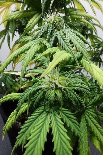 Growreport Bild 2