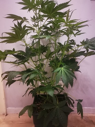 Growreport Bild 2