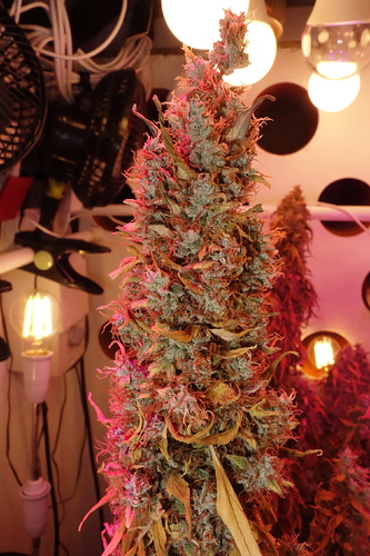 Growreport Bild 29