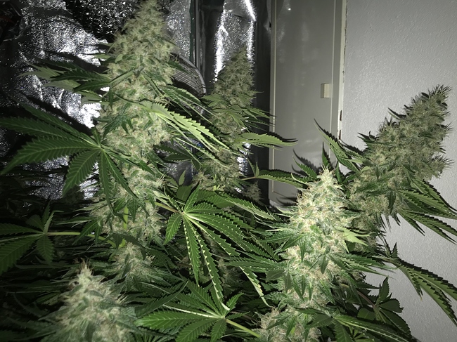 Growreport Bild 8