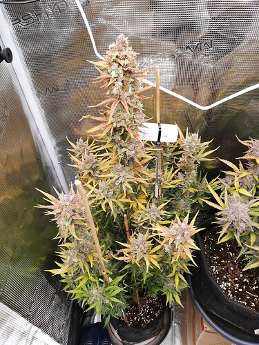 GG#3_240120-1