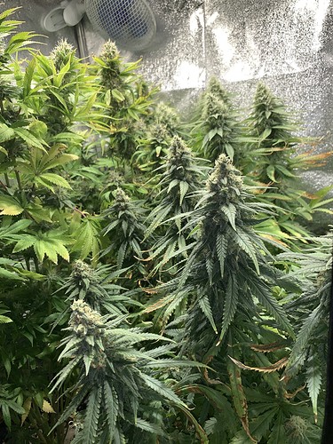 Growreport Bild 2