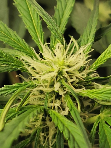 Growreport Bild 5