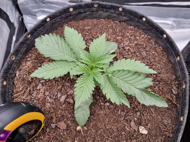 Growreport Bild 7