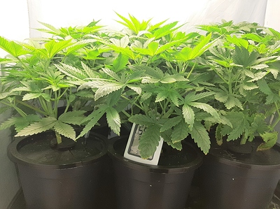Growreport Bild 2