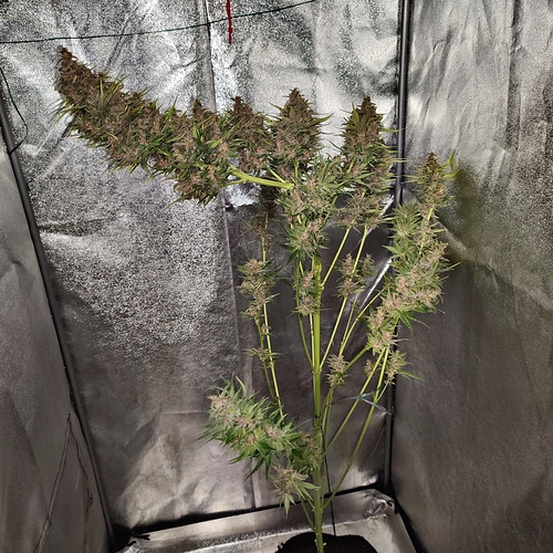 Growreport Bild 25