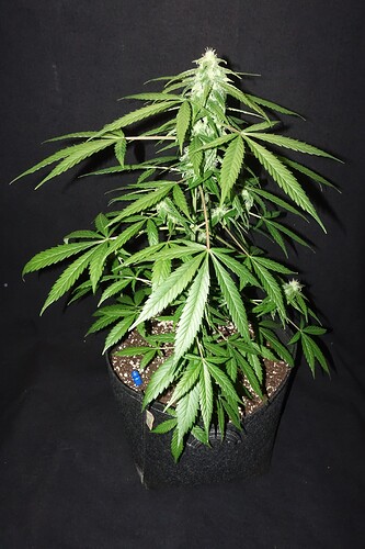 Growreport Bild 3