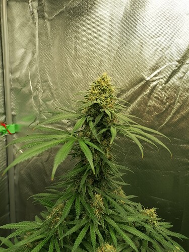 Growreport Bild 13